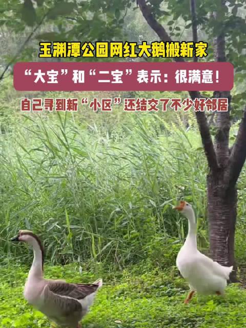 网红大鹅