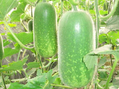 网红大瓜博雅吃瓜视频最全观看,全网最全大瓜集锦,一网打尽网红热点